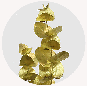 Эвкалипт крашеный золотой (Gold)