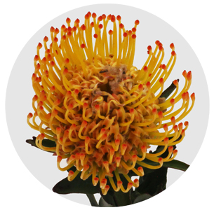 Протея Нутан Айоба сан (Ayoba Sun)