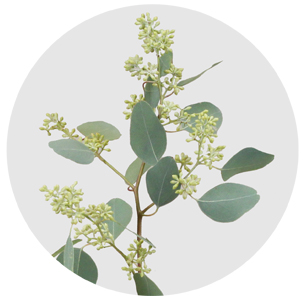 Эвкалипт Популус (Populus)