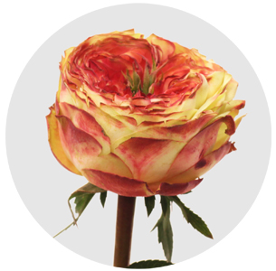 Роза Кубана саммер (Cubana Summer)