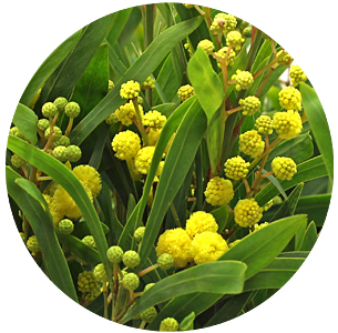 Мимоза Флорибунда (Mimosa Floribunda)