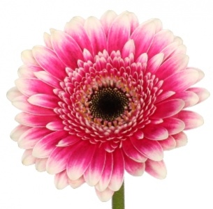 Гербера Фест Класс (First Class)