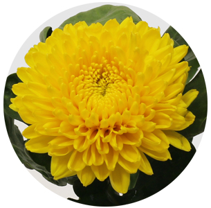 Хризантема одноголовая Миголи (Migoli) 