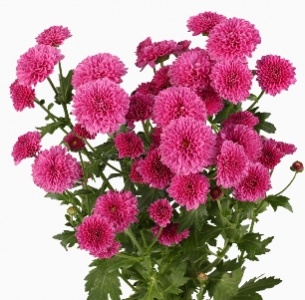 Хризантема кустовая Сантини Масай (Masai)