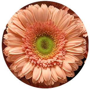 Гербера Киара (Kiara)