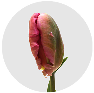 Тюльпан Дон Кихот (Don Quichotte)