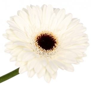 Гербера Айс Квин (Ice Queen)