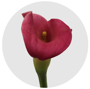 Калла мини ярко-розовая