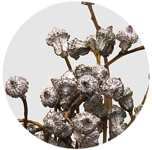 Эвкалипт Боул крашеный (Boule)