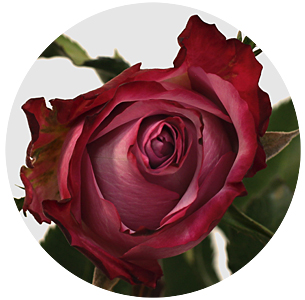 Роза Дип пёпл (Deep Purple) Роза Дип пёпл (Deep Purple)