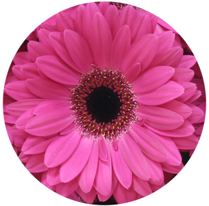 Гербера Рич (Rich)