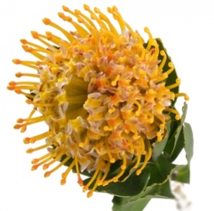 Протея Нутан оранжевая