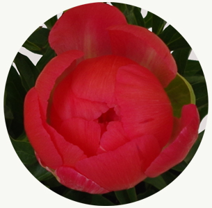 Пион Корал шарм (Coral Charm)