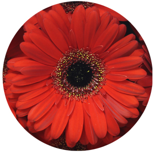 Гербера Родео (Rodeo)