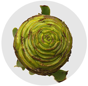 Каапс Платистар (Kaaps Platystar)