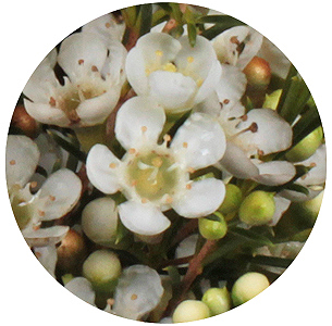 Ваксфлауэр Луна (Luna)