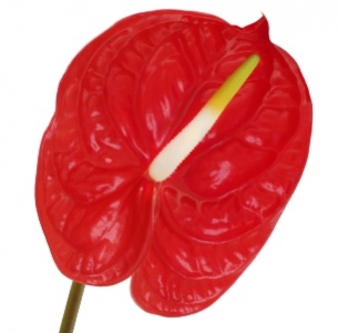 Антуриум Этерно (Eterno)