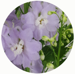 Дельфиниум гибрид милка