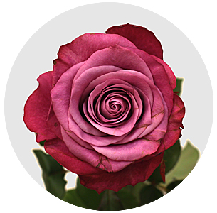 Роза Принц Персии (Prince of Persia)