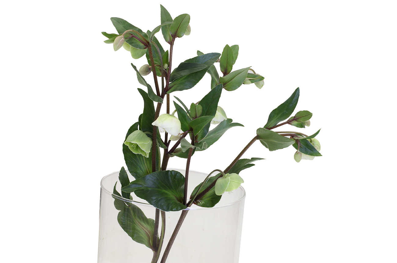 Хелеборус Винтербеллс