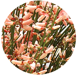 Джинстер розовый (pink)