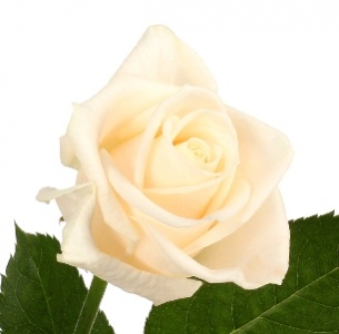 Роза Вендела (Vendela)