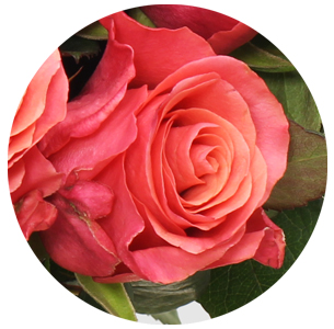 Роза Пинк Такаци (Pink Tacazzi)