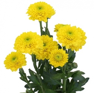 Хризантема кустовая Сантини Ауринко (Santini  Aurinko)