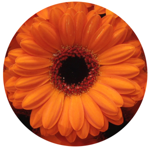 Гербера мини Аллюр (Allure)