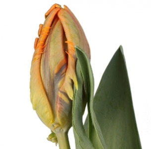 Тюльпан Принцесс Ирен (Prinses Irene)