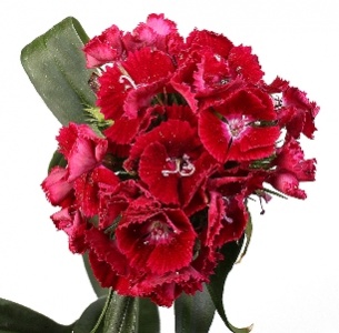 Диантус барбатус лиловый