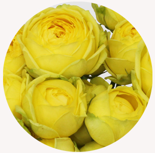 Роза кустовая Каталина (Catalina)