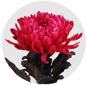 Хризантема одноголовая Антонов розовый крашеный (Antonov pink)