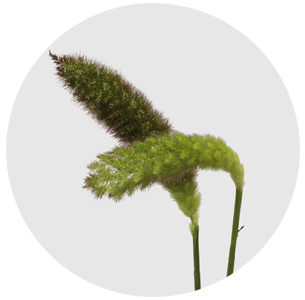 Сетария Томер (Tomer)