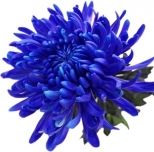 Хризантема одноголовая Антонов синий крашеный (Antonov blue)