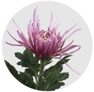 Хризантема одноголовая Узури пинк (Uzuri Pink)