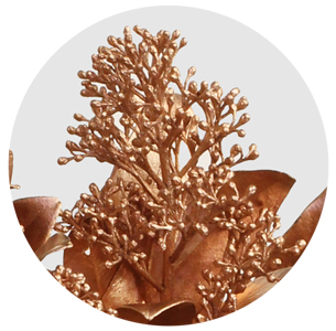 Скиммия крашеная медная (Copper)