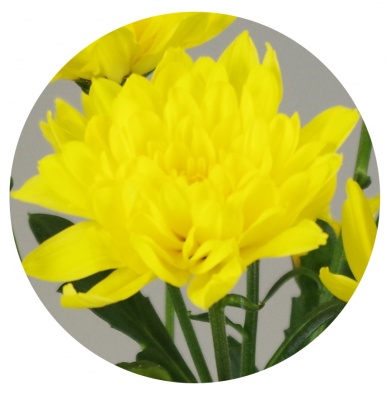 Хризантема кустовая Евро желтая (Euro yellow)
