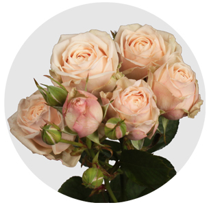 Роза кустовая Малайя бижу (Malaya Bijoux)