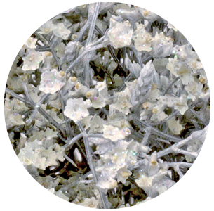 Лимониум Белтлард крашеный белый "Диско" (Limonium Beltlard painted Disco)