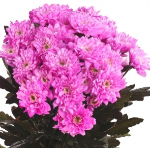 Хризантема кустовая Евро крашеная цикламеновая (Euro pnt cyclaam)