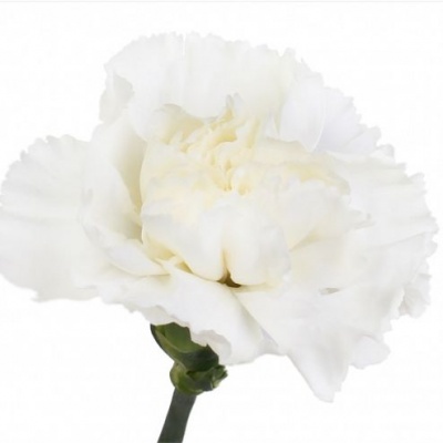 Гвоздика стандарт белая