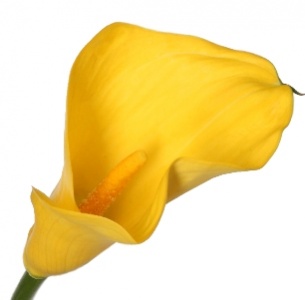 Калла желтая