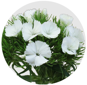 Диантус барбатус Алдо белый (Aldo White)