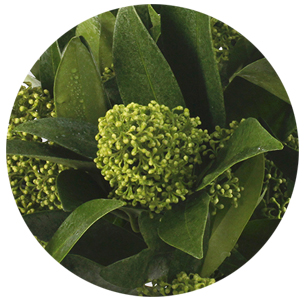 Скиммия зеленая