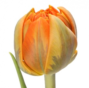 Тюльпан оранжевый mix (orange mix)