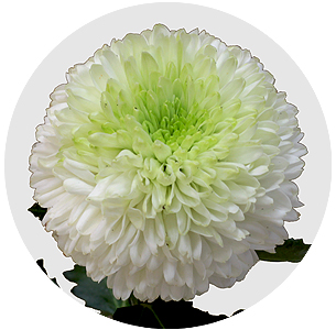 Хризантема одноголовая Али Баба (Alibaba)