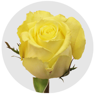 Роза Ванилла Скай (Vanilla Sky)