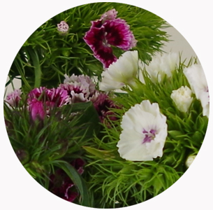 Диантус барбатус микс (Dianthus barbatus mix)