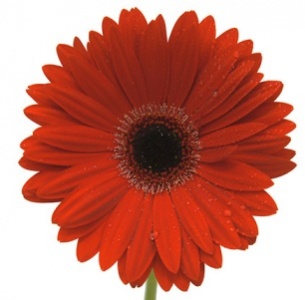 Гербера Сохо (Soho)